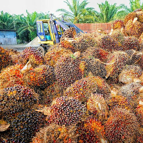 Bei der Ernte für Palmöl