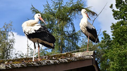 Jungstörche nach den ersten Flugversuchen