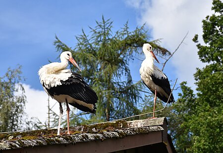 Jungstörche nach den ersten Flugversuchen