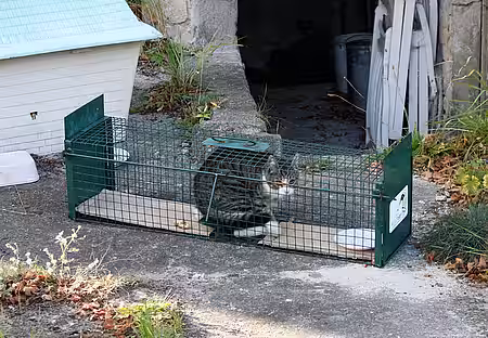 Straßenkatze in der Falle 
