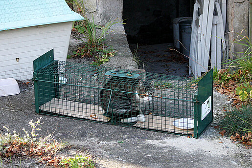 Katze in der Falle