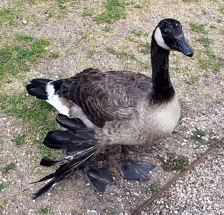 Durch die Reibung am Boden sind die Federn an den Flügeln oft bis auf die Kiele abgewetzt.