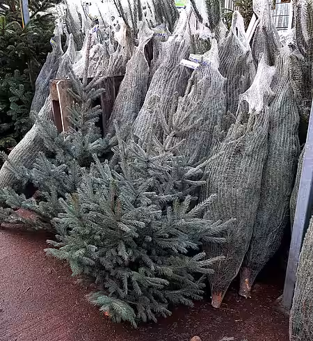 Weihnachtsbaumverkauf