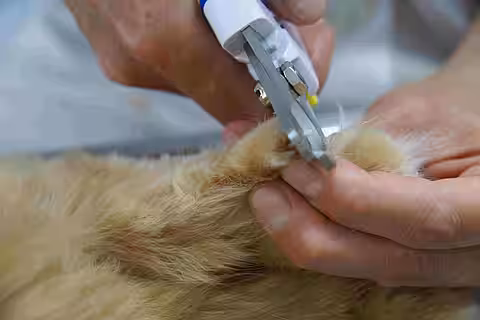 Krallenkürzen bei der Katze 