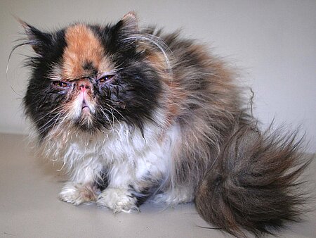 Qualzucht: peke-face-Perserkatze Qualzucht: peke-face-Perserkatze