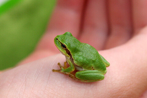 Laubfrosch (Hyla arborea)