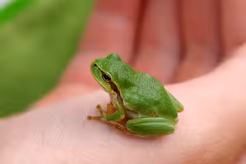Laubfrosch (Hyla arborea) Laubfrosch (Hyla arborea)