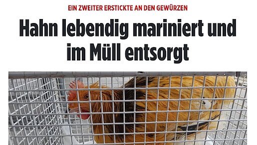 Hahn lebendig mariniert und im Müll entsorgt