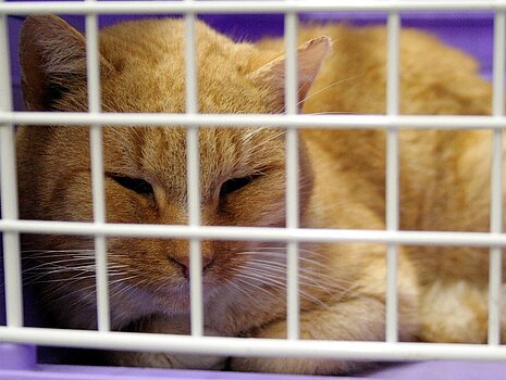 Katze in einem Käfig Katze in einem Käfig
