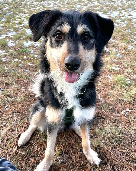 Fundhund Nico