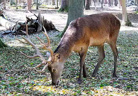 Rothirsch im Gehege.