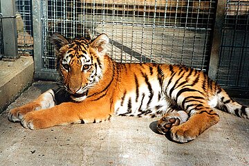 Sibirisches Tigerbaby im Zirkuswagen.