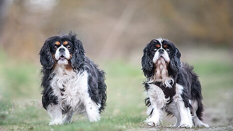 Penny und Emma