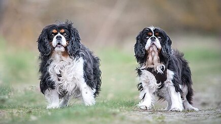 Penny und Emma