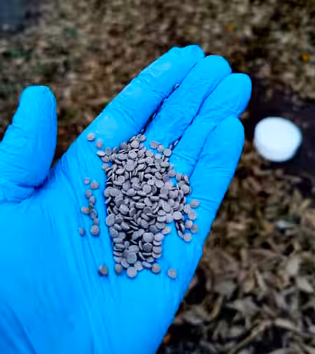 Bei den grauen Linsen handelt es sich um Rattengift Bei den grauen Linsen handelt es sich um Rattengift