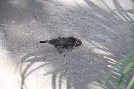 Tote Amsel nach Scheibenanflug. Foto: © Dr. Matthias Baeseler