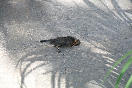 Tote Amsel nach Scheibenanflug. Foto: © Dr. Matthias Baeseler