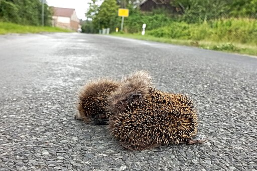 Gegen Autos haben Igel keine Chance. Gegen Autos haben Igel keine Chance.