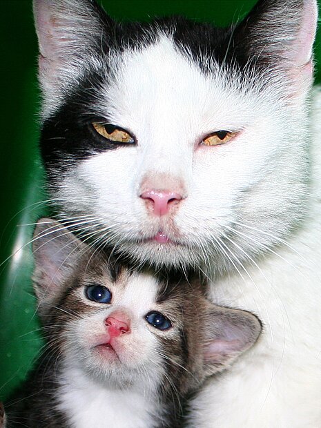 Muttertier mit Katzenwelpen Muttertier mit Katzenwelpen