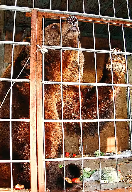 Zirkusbär im engen Wohnkäfig.