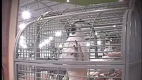 Auch Vögel und andere Tiere werden in engen Käfigen gehalten.