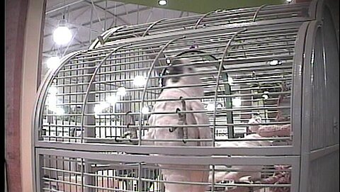 Auch Vögel und andere Tiere werden in engen Käfigen gehalten.