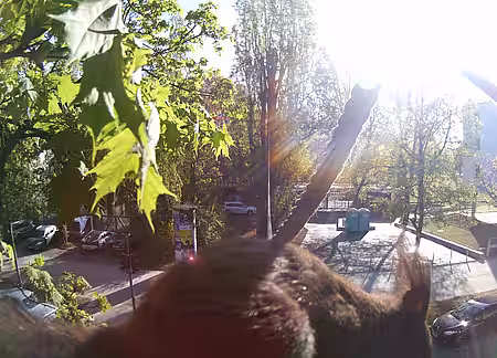 Eichhörnchenseil München Juni 2019 Eichhörnchenseil München Juni 2019