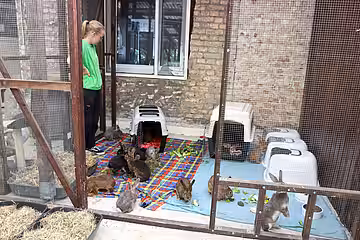 Laura wartet geduldig, bis alle Kaninchen aus den Boxen gekommen sind.