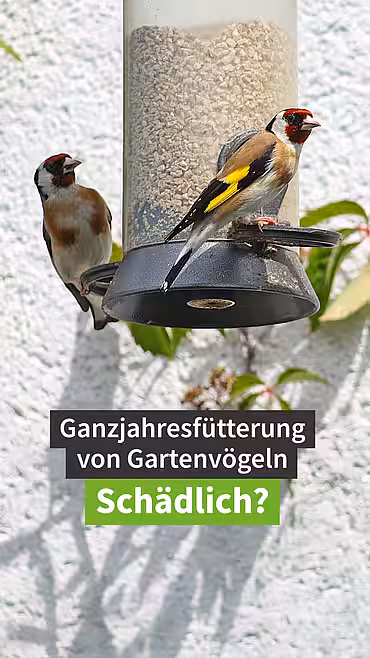 Ganzjahresfütterung von Gartenvögeln