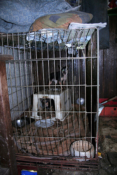 Hunde in Käfigen.