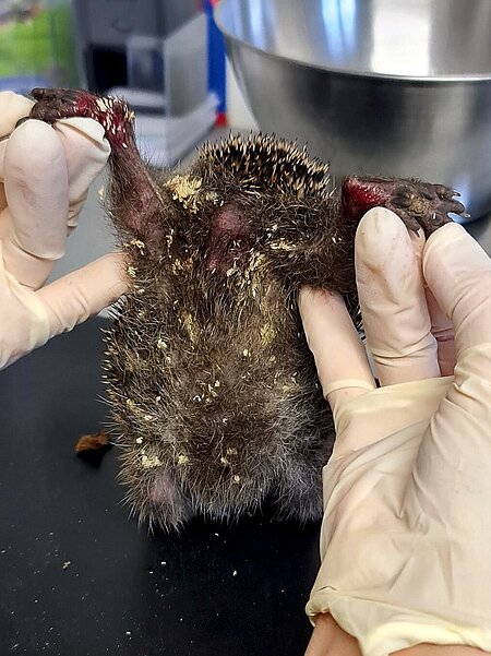 Igel bei tierärztlicher Untersuchung.