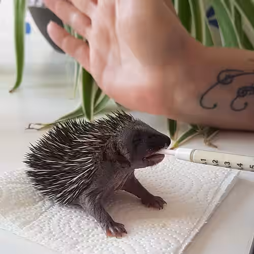 Igel Belinda Igel Belinda