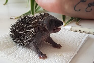 Igel Belinda