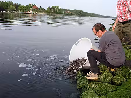 Aale werden in den Rhein entlassen