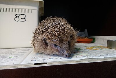 Igel nach dem Aufwachen