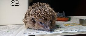 Igel nach dem Aufwachen
