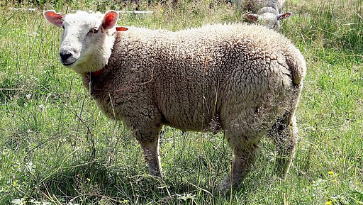 Schafsleder stammt zu fast 100% von Wollschafen.