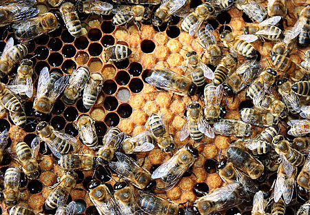 Honigbienen an der Wabe. 