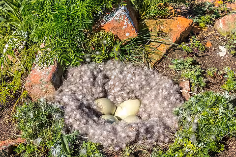 Die Enteneier liegen warm und geschützt im flauschigen Nest aus Eiderdaunen.