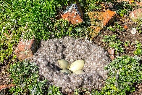 Die Enteneier liegen warm und geschützt im flauschigen Nest aus Eiderdaunen.