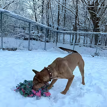 Hund Balisto aus dem winterlich verschneite Tierheim in Zossen hat sichtlich Freude an seinem neuen Geschenk.