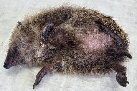 Igel in Narkose während der Nachkontrolle der Amputation.
