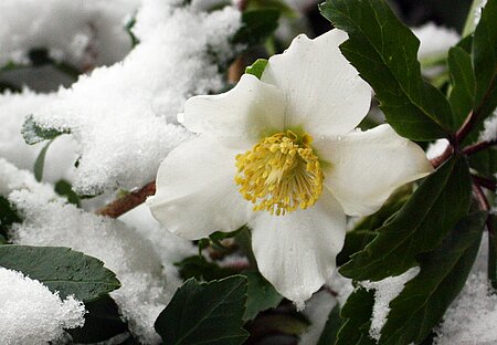 Christrose (Helleborus niger).