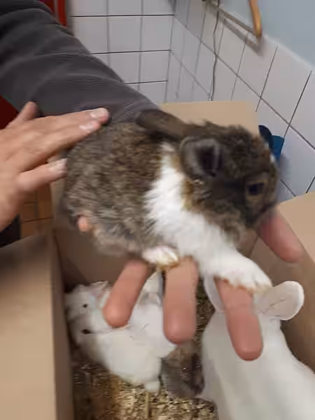 Wenige Wochen alte Kaninchenbabys Wenige Wochen alte Kaninchenbabys