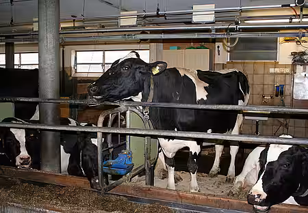 Milchkühe in Anbinde-Stallhaltung