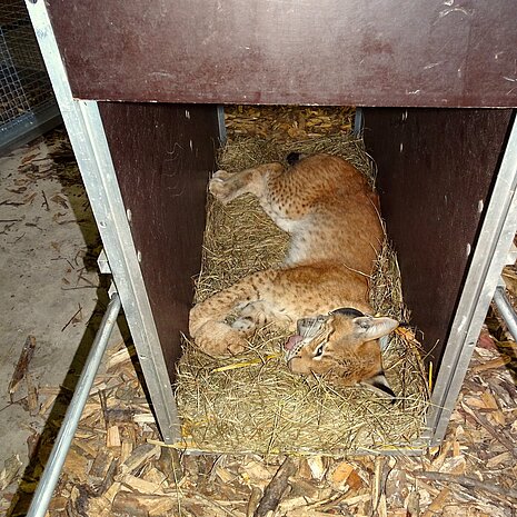 Luchs in Transportbox.