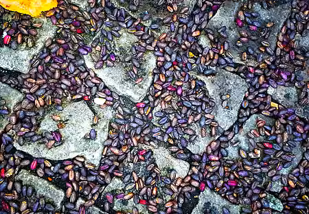 Mit Pflanzenschutzmittel vergifteter Weizen Mit Pflanzenschutzmittel vergifteter Weizen