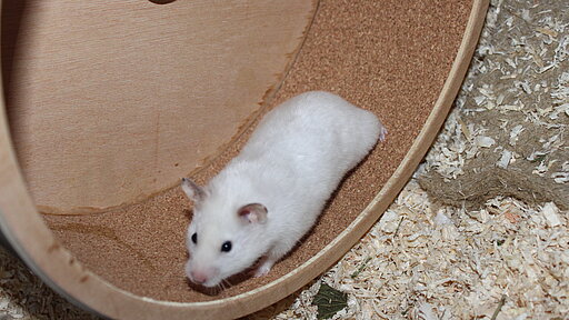 Hamster im Laufrad