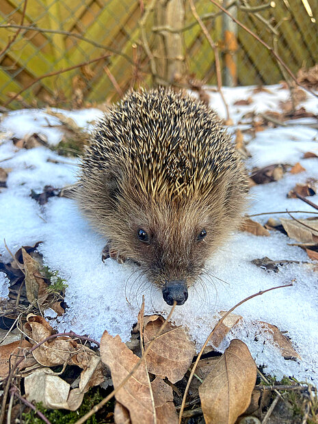 Ein Igel im Schnee.