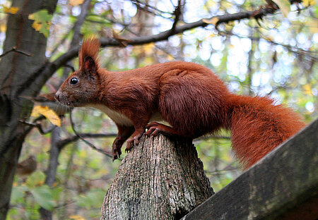 Eichhörnchen gehören in die Freiheit 